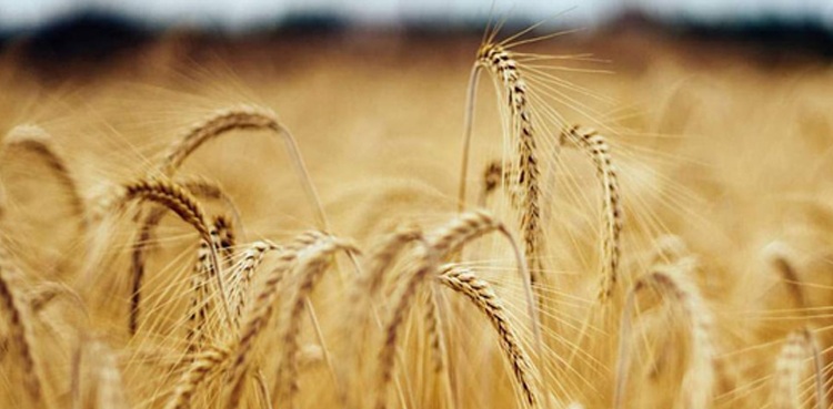 zinc wheat