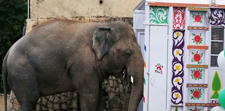 Kaavan departs for Cambodian sanctuary