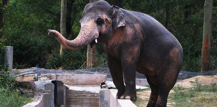 Kavaan elephant, cambodia