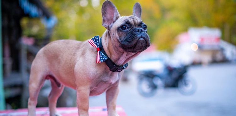 french bulldog wilbur beast mayor rabbit hash historical society