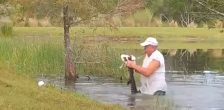 man saves pet dog alligator