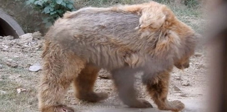 Islamabad Zoo Bear Shifting