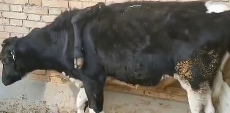 mutant cow fifth leg china video