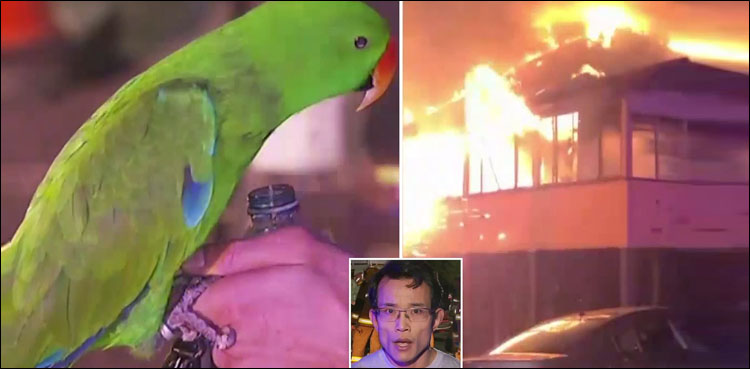 Parrot saves owner from house fire by repeatedly shouting ...