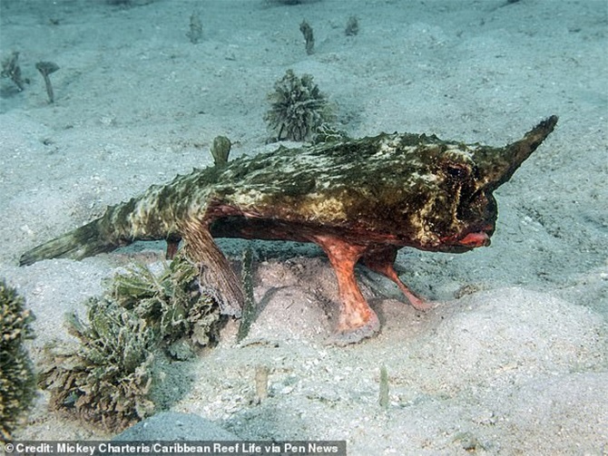 strangest fish walking with fins caribbean shortnose batfish