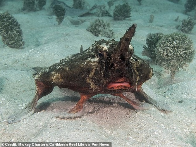 strangest fish walking with fins caribbean shortnose batfish