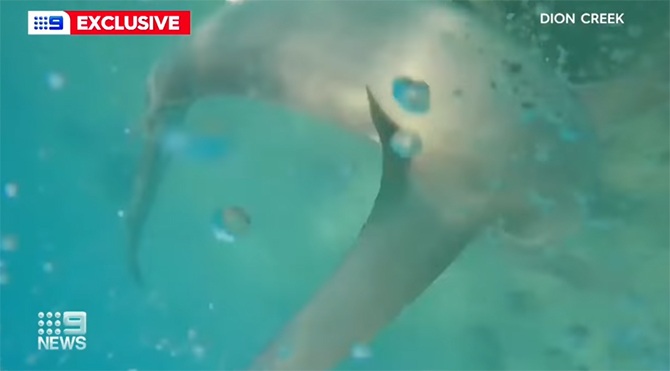 Diver hammerhead shark underwater fight camera video