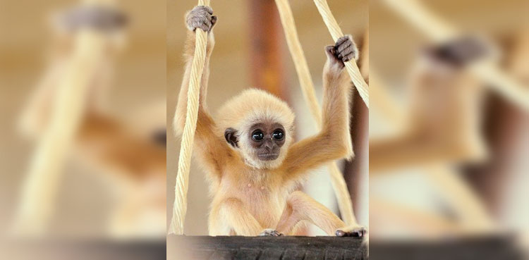 cute baby gibbon