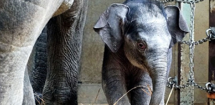 tokyo zoo elephant