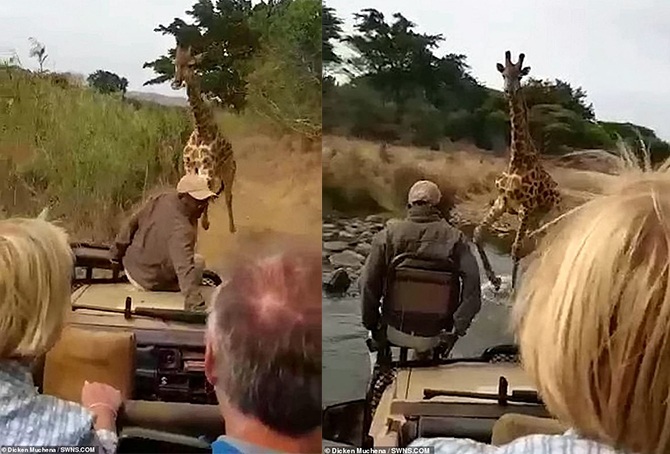 terrifying video angry giraffe tourists truck kenya nature reserve