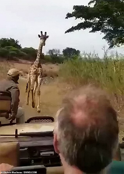 terrifying video angry giraffe tourists truck kenya nature reserve