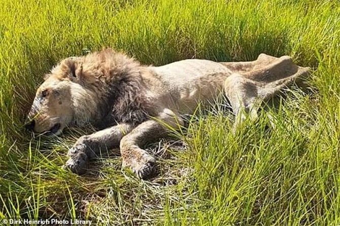 african lion safari lion attack