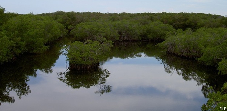 Blue Carbon Study