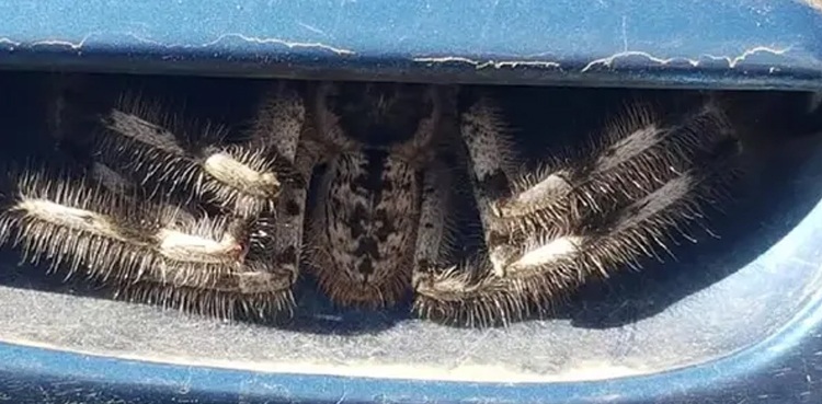 woman driving huge spider door handle arachnid