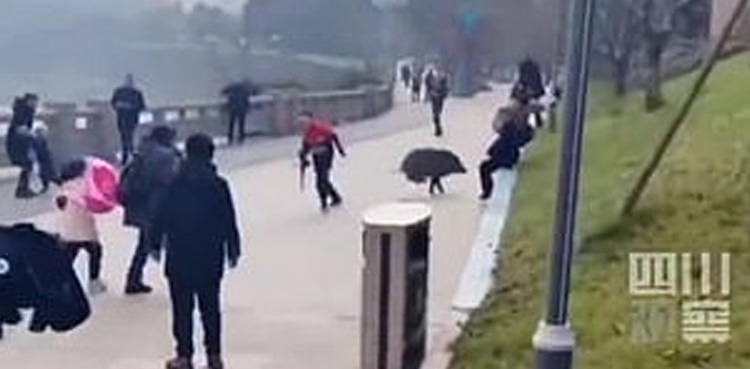 wild boar busy street china footage