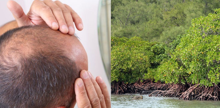 baldness mangrove trees extract