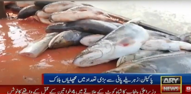 Large number of fish dead as India releases poisonous water in Sutlej River