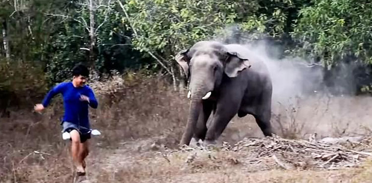 elephant charges wildlife officers thai village