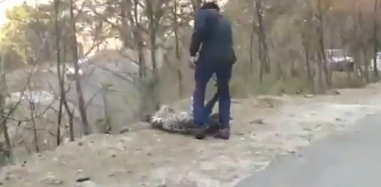 viral video tourists leopard humans predator