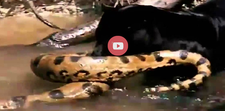 crocodile vs anaconda fight