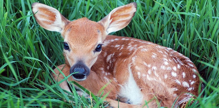 police recover fawns umerkot