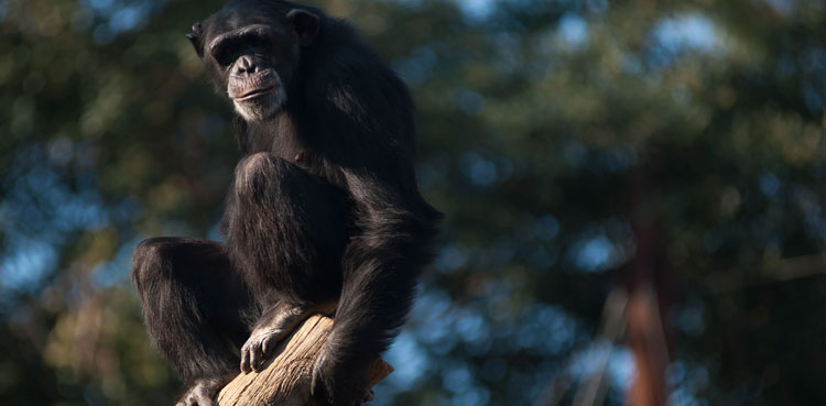 Chimpanzee escapes zoo