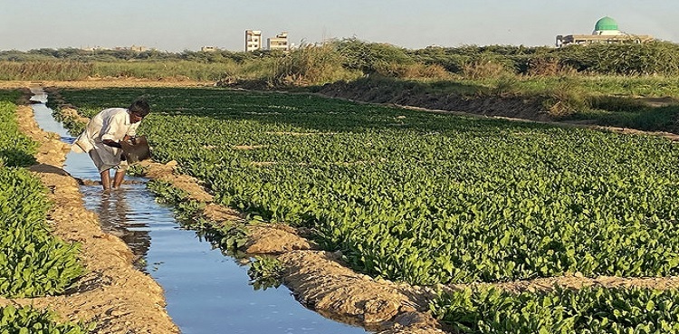 sewage water vegetables