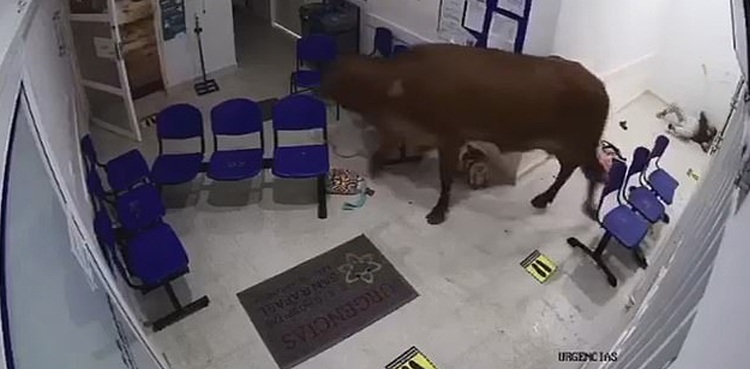 escaped cow attacks hospital patients video