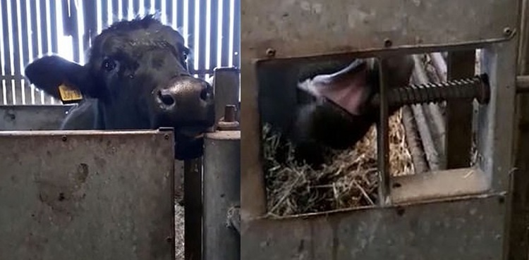 cow escape trick unbolt door cattle pen video