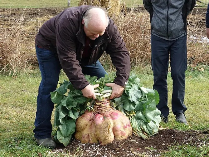 giant turnip guinness world record canadian gardener