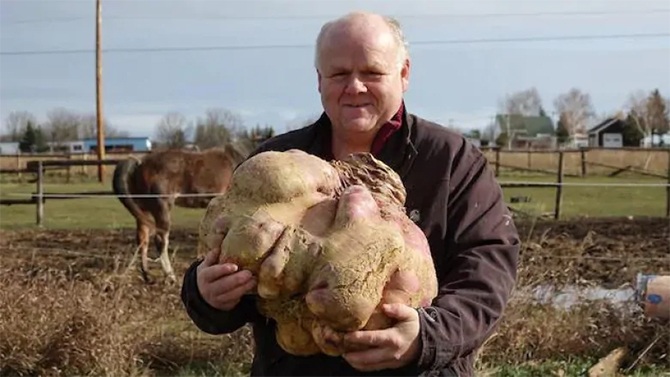 giant turnip guinness world record canadian gardener