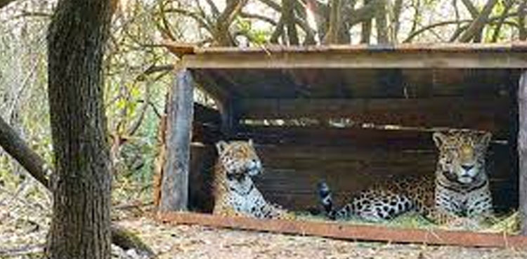 jaguar cubs argentina