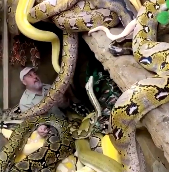 Man snakes reptile zoo viral video jay brewer