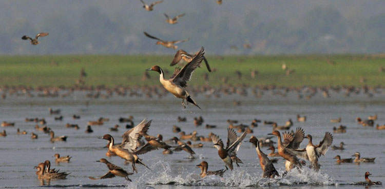 migratory birds sindh wildlife department