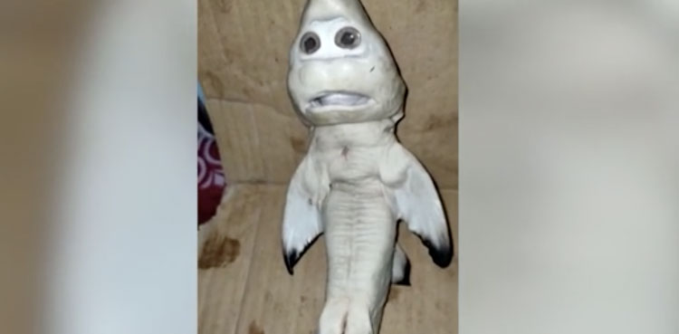 Baby shark with a 'human' face 