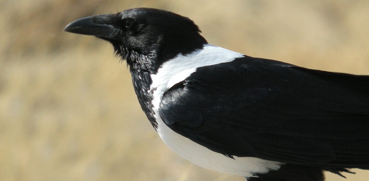 Zoo seeks public's help for finding missing pied crow