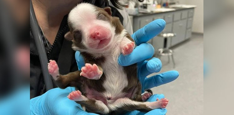 Puppy Born Six Legs