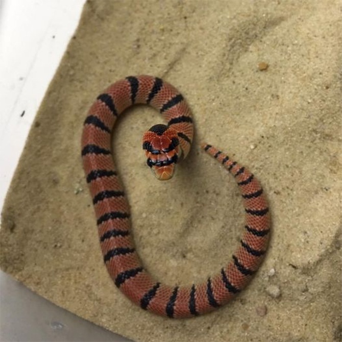 venomous snake south african coral evacuation germany