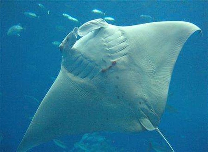 Giant manta ray photobomb surfer florida beach