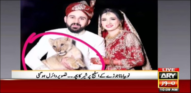 Wildlife dept vows action after newly wed couple’s photos with lion cub go viral