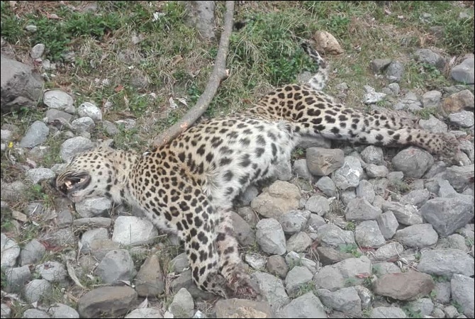 leopard, abbottabad, wildlife