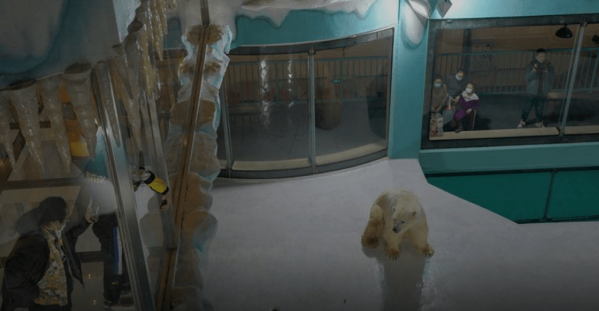 Chinese polar bear hotel