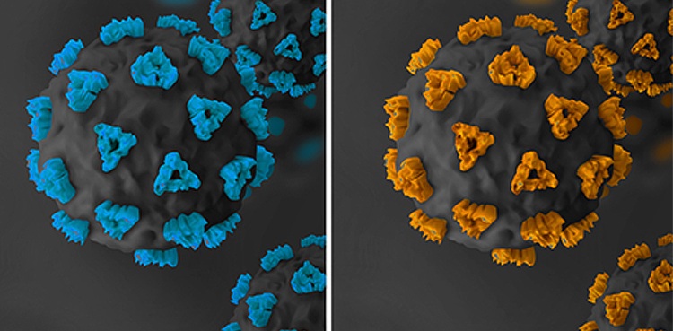 coronavirus variant