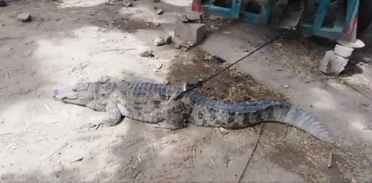 marsh crocodile sindh khairpur village