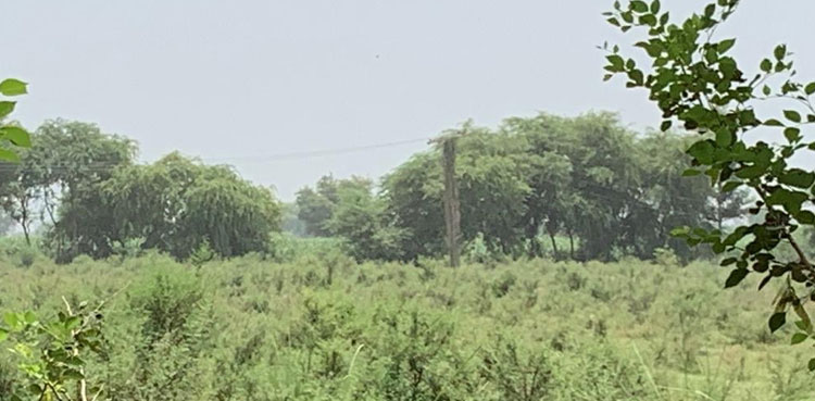 Encroachments cleared from forest land in Sukkur