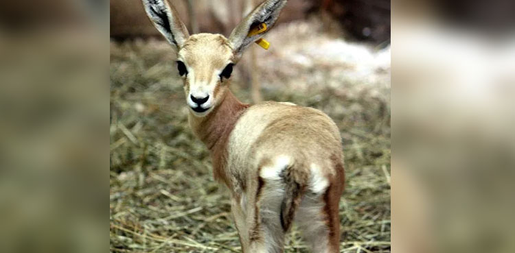 Punjab wildlife park welcomes pair of gazelle after long time