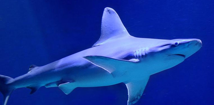 Man found guilty of keeping live sharks in pool and offering them for sale online