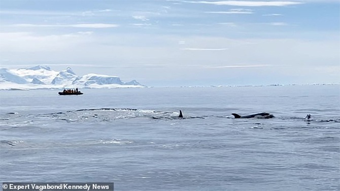 penguin killer whales tourist boat antarctica