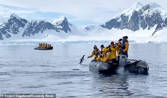 penguin killer whales tourist boat antarctica