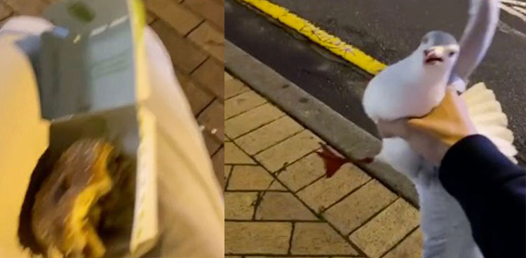 WATCH: Man grabs seagull after it tries to eat his chips